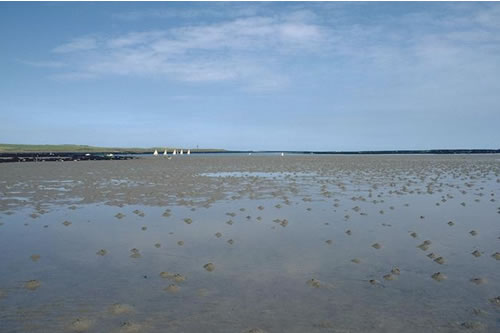 LS.LSA.FISA.Po Polychaetes in littoral fine sand, Emblestone, Newton. Eleanor Murray© JNCC