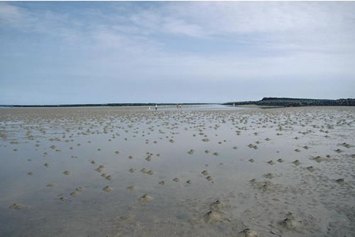 LS.LSA.FISA.Po Polychaetes in littoral fine sand, Emblestone, Newton. Eleanor Murray© JNCC