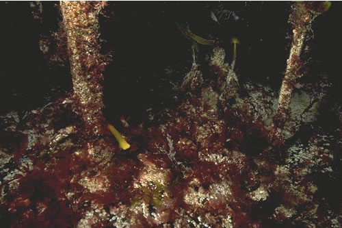 IR.HIR.KFAR.LhypR Laminaria hyperborea with dense foliose red seaweeds on exposed infralittoral rock, Point of Ardnamurchan, Ardnamurchan Point. Paul Brazier© JNCC