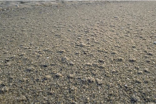 LS.LCS.SH.Pec Echinogammarus incertae sedis planicrurus in mid shore well-sorted gravel or coarse sand, South Beach. Pwllheli. Paul Brazier© JNCC