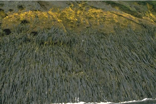 IR.HIR.KFAR.Ala Alaria esculenta on exposed sublittoral fringe bedrock, SW side, Rockall. Keith Hiscock© JNCC