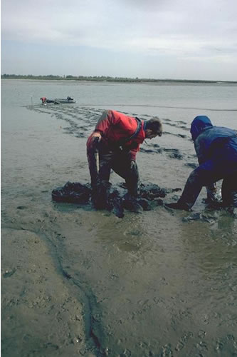 LS.LMU.UEST.Hed.Str Hediste diversicolor and Streblospio shrubsolii in littoral sandy mud, N shore of Skippers Island, Hamford Water. Colin McLeod© JNCC