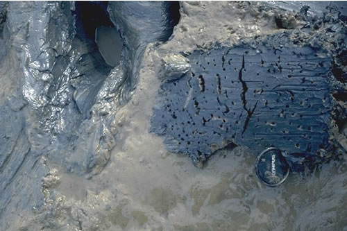 LS.LMU.UEST.Hed.Str Hediste diversicolor and Streblospio shrubsolii in littoral sandy mud, N shore of Skippers Island, Hamford Water. Colin McLeod© JNCC