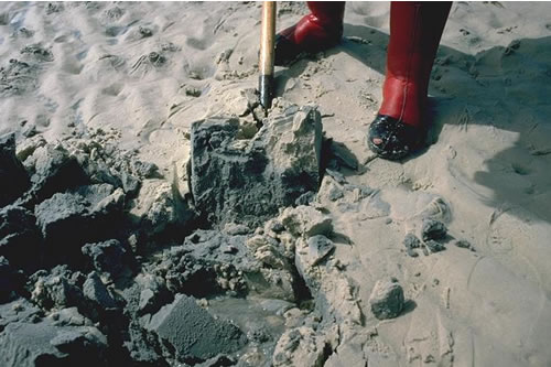 LS.LSA.MUSA.MacAre Macoma balthica and Arenicola marina in littoral muddy sand, Hoy Sound, Orkney. ANON© JNCC