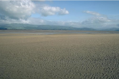 LS.LSA.MUSA.MacAre Macoma balthica and Arenicola marina in littoral muddy sand, NW Roanhead Farm, Duddon estuary. Roger Covey© JNCC
