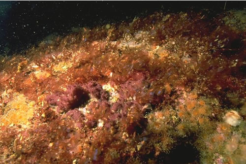IR.FIR.SG.FoSwCC Foliose seaweeds and coralline crusts in surge gully entrances, SW side, Rockall. Christine Howson© JNCC