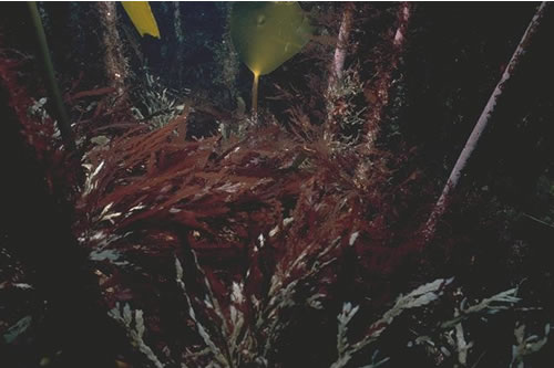 IR.HIR.KFAR.LhypR.Ft Laminaria hyperborea forest with dense foliose red seaweeds on exposed upper infralittoral rock, S of Skrowa Skerry, SW Mainland, Orkney. Sheila Woodman© JNCC