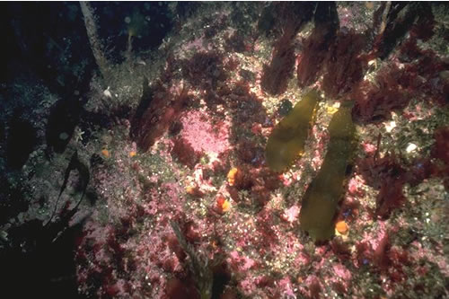 IR.HIR.KFAR.LhypR.Pk Laminaria hyperborea park with dense foliose red seaweeds on exposed lower infralittoral rock, Bodha Druim, Loch Laxford. David Connor© JNCC