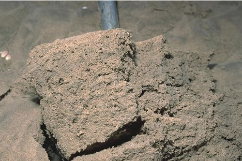 LS.LSA.MOSA.AmSco.Pon Pontocrates arenarius in littoral mobile sand, Dunnerholme, Duddon estuary. Roger Covey© JNCC