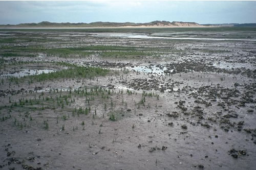 LS.LMP.Sm Saltmarsh, Blakeney Eye, Norfolk. Steve Morris© JNCC