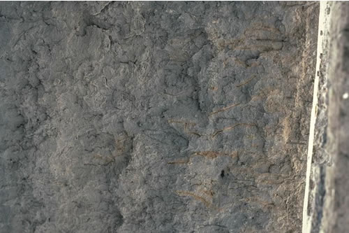 LS.LSA.MUSA.BatCare Bathyporeia pilosa and Corophium arenarium in littoral muddy sand, W Angerton, Duddon estuary. Dave Mills© JNCC