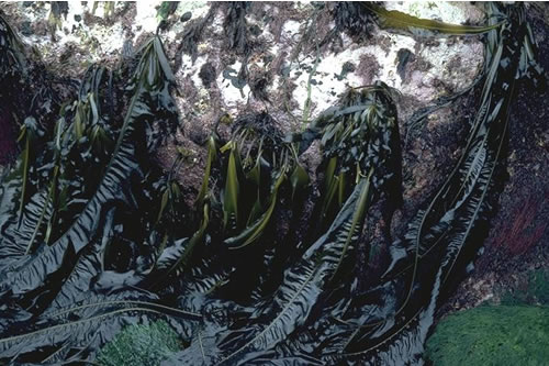 IR.HIR.KFAR.Ala.Myt Alaria esculenta, Mytilus edulis and coralline crusts on very exposed sublittoral fringe bedrock, Plumb Island, St Martins, Scilly. Roger Mitchell© JNCC