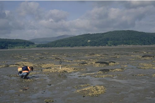 LS.LSA.MUSA.CerPo Cerastoderma edule and polychaetes in littoral muddy sand, Rough Island Causeway and Flats, Inner Solway. Mark Davies© JNCC