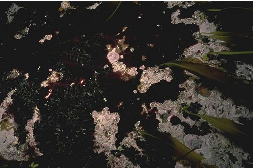 IR.HIR.KFAR.Ala.Myt Alaria esculenta, Mytilus edulis and coralline crusts on very exposed sublittoral fringe bedrock, North Gaulton Castle, SW Mainland, Orkney. Keith Hiscock© JNCC