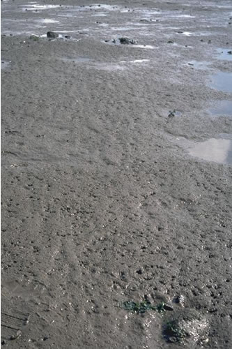 LS.LMU.MEST.HedMac Hediste diversicolor and Macoma balthica in littoral sandy mud, Powfoot Scar, Inner Solway. Chris Emblow© JNCC