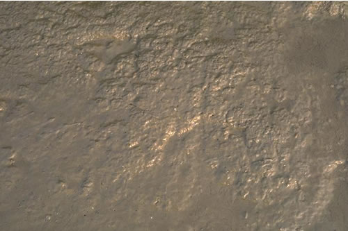 LS.LMU.MEST.HedMac Hediste diversicolor and Macoma balthica in littoral sandy mud, Havergate, Orford Ness. Roger Covey© JNCC