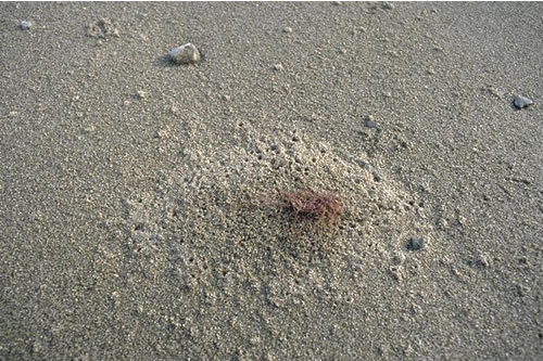 LS.LSA.ST.Tal Talitrids on the upper shore and strand-line, South Beach, Pwllheli, Gwynedd. Paul Brazier© JNCC