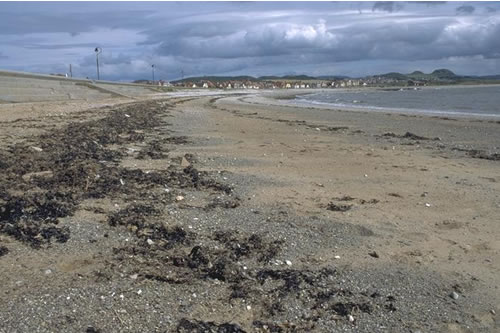 LS.LSA.ST.Tal Talitrids on the upper shore and strand-line, West shore, Llandudno. Paul Brazier© JNCC