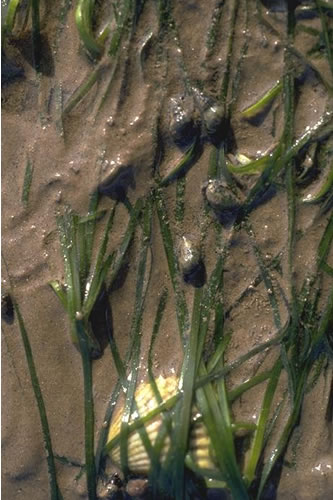 LS.LMP.LSGR.Znol Zostera noltei beds in littoral muddy sand, Rough Island Causeway and Flats, Inner Solway. Mark Davies© JNCC