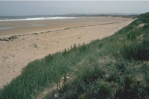 LS.LSA.ST.Tal Talitrids on the upper shore and strand-line, W Peffer Sands, North Berwick. Rohan Holt© JNCC