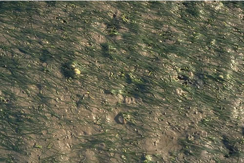 LS.LMP.LSGR.Znol Zostera noltei beds in littoral muddy sand, Rough Island Causeway and Flats, Inner Solway. Mark Davies© JNCC