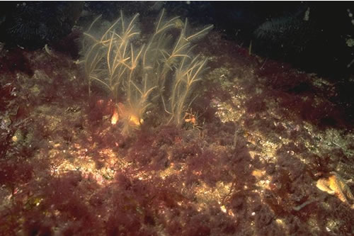 IR.HIR.KFAR.FoR Foliose red seaweeds on exposed lower infralittoral rock, North west of Rubha Aird Druimnich, Ardnamurchan Point. Paul Brazier© JNCC