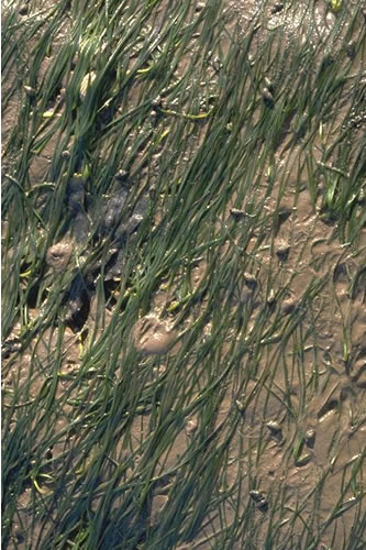 LS.LMP.LSGR.Znol Zostera noltei beds in littoral muddy sand, Rough Island Causeway and Flats, Inner Solway. Mark Davies© JNCC