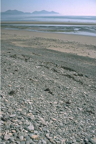 LS.LCS.SH.BarSh Barren littoral shingle, Dinas Dinlle, Trefor, Gwynedd. Keith Hiscock© JNCC