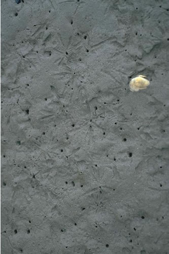 LS.LMU.MEST.HedMacScr Hediste diversicolor, Macoma balthica and Scrobicularia plana in littoral sandy mud, Craig-y-Penrhyn transect, Dyfi estuary. Ian Reach© JNCC