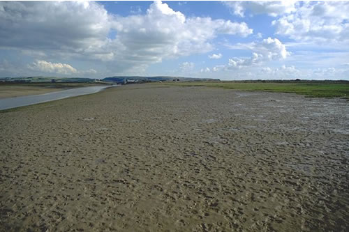 LS.LMU.MEST.HedMacScr Hediste diversicolor, Macoma balthica and Scrobicularia plana in littoral sandy mud, River Leri Moorings, Dyfi estuary. Eleanor Murray© JNCC