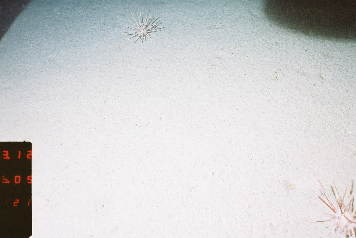 M.AtUB.Sa.UrcCom.CidUrc Cidarid urchin assemblage on Atlantic upper bathyal sand, Rockall Bank. ANON© MSS/JNCC/University of Plymouth