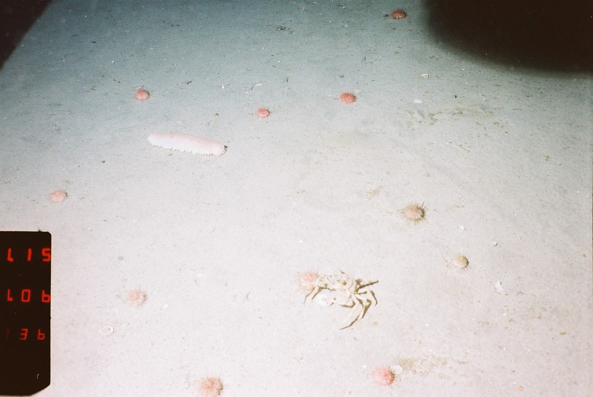 M.AtUB.Sa.UrcCom.GraAcu Gracilechinus acutus norvegicus assemblage on Atlantic upper bathyal sand, Rockall Bank. ANON© MSS/JNCC/University of Plymouth