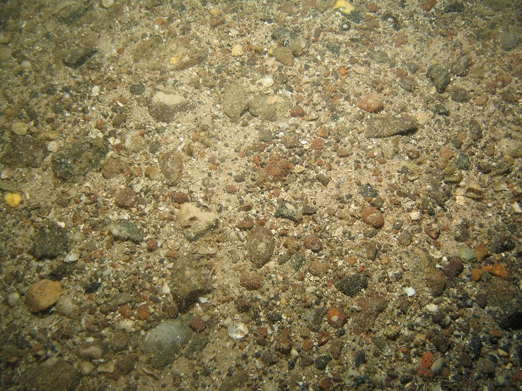M.AAUB.Co.SpaEnc.SpoSer Pale encrusting sponges and serpulids on Atlanto-Arctic upper bathyal coarse sediment, West Shetland Channel. ANON© MSS/JNCC/University of Plymouth