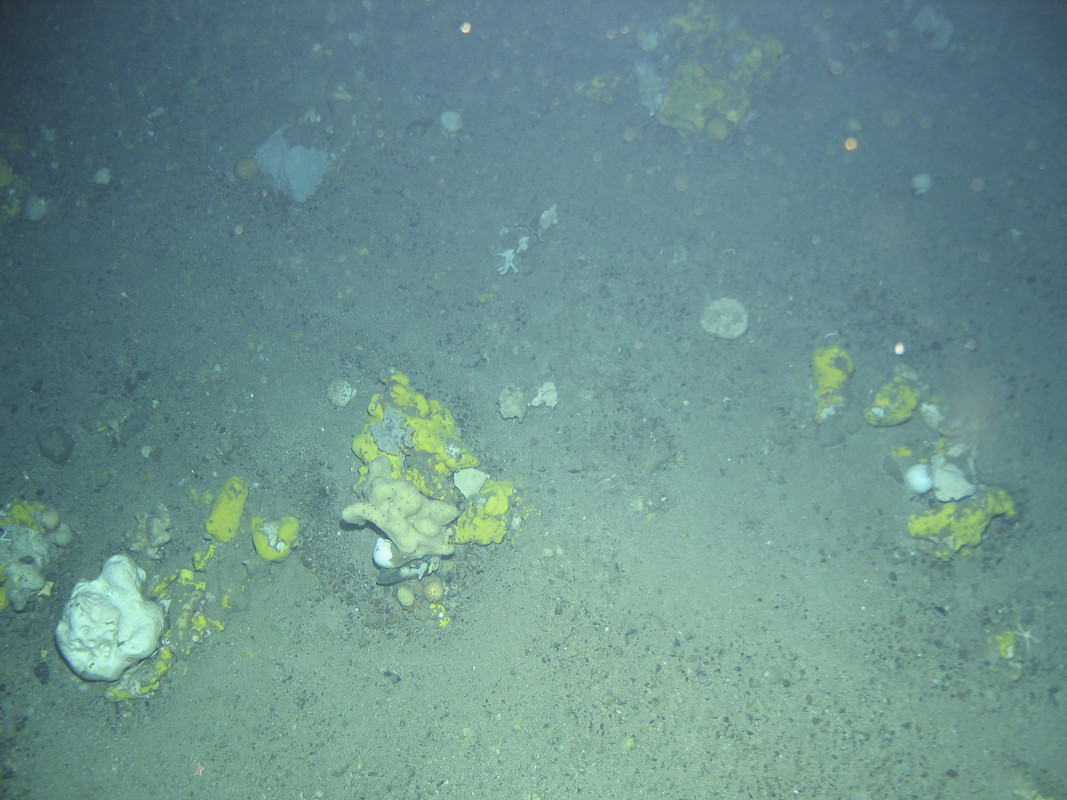 M.AAUB.Mx.DeeSpo.GeoSpo Geodia and other massive sponges on Atlanto-Arctic upper bathyal mixed sediment, West Shetland Channel. ANON© MSS/JNCC/University of Plymouth