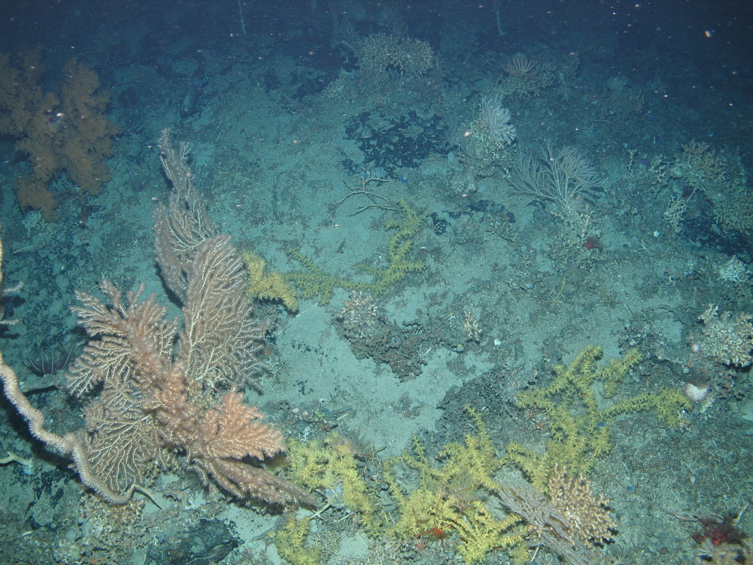 M.AtLB.Bi.CorRee.SolFra Mixed coral assemblage on Atlantic lower bathyal Solenosmilia reef framework (biogenic structure), Anton Dohrn seamount. ANON© JNCC/University of Plymouth
