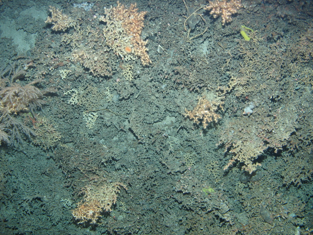 M.AtLB.Bi.CorRee.SolVar Atlantic lower bathyal live Solenosmilia variabilis reef (biogenic structure), Anton Dohrn seamount. ANON© JNCC/University of Plymouth
