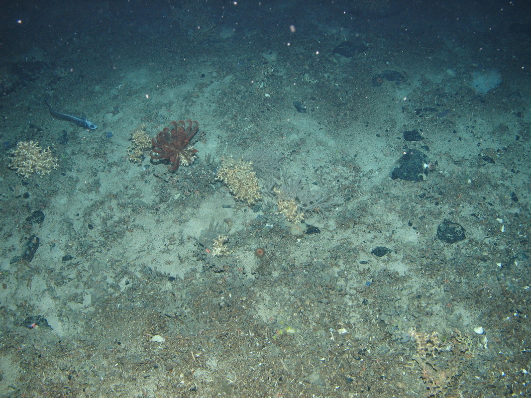 M.AtLB.Co.MixCor.DisSol Discrete Solenosmilia variabilis colonies on Atlantic lower bathyal coarse sediment, Anton Dohrn seamount. ANON© JNCC/University of Plymouth