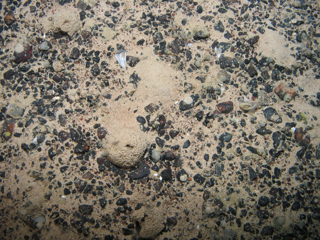 M.AtLB.Co.XenCom.SyrFra Syringammina fragilissima field on Atlantic lower bathyal coarse sediment, Anton Dohrn seamount. ANON© JNCC/University of Plymouth