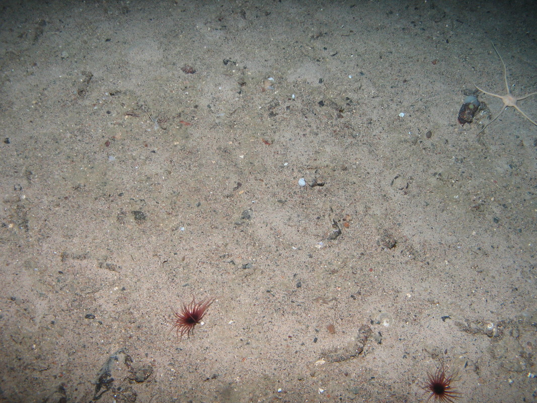M.AtLB.Mx.SurOph.OphCer Ophiomusa lymani and cerianthid anemone assemblage on Atlantic lower bathyal mixed sediment, Anton Dohrn seamount. ANON© JNCC/University of Plymouth