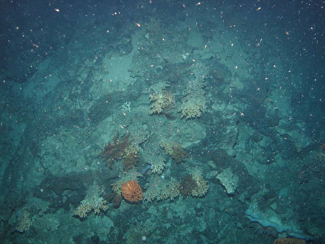 M.AtLB.Ro.MixCor.DisSol Discrete Solenosmilia variabilis colonies on Atlantic lower bathyal rock and other hard substrata, Anton Dohrn seamount. ANON© JNCC/University of Plymouth