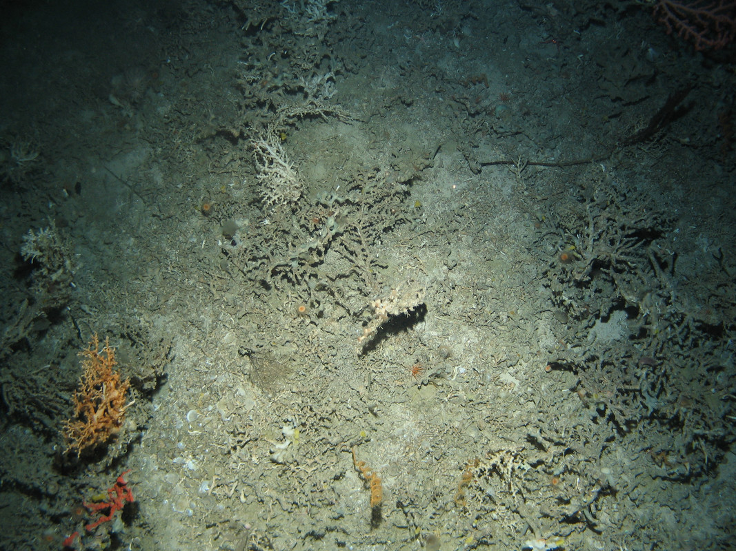 M.AtMB.Bi.CorRee.LopFra Mixed coral assemblage on Atlantic mid bathyal Lophelia pertusa reef framework  (biogenic structure), Hatton Bank. ANON© MSS/JNCC/University of Plymouth