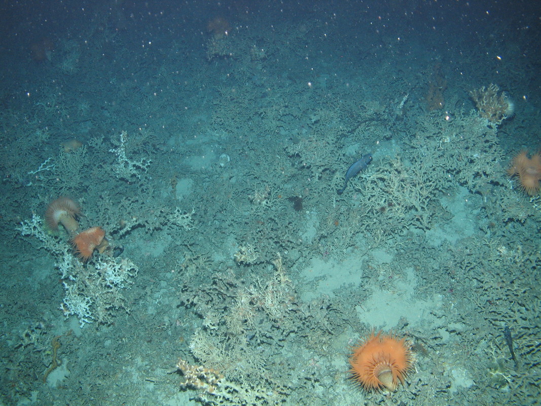 M.AtMB.Bi.CorRee.LopFra Mixed coral assemblage on Atlantic mid bathyal Lophelia pertusa reef framework  (biogenic structure), North east Rockall. ANON© JNCC/University of Plymouth