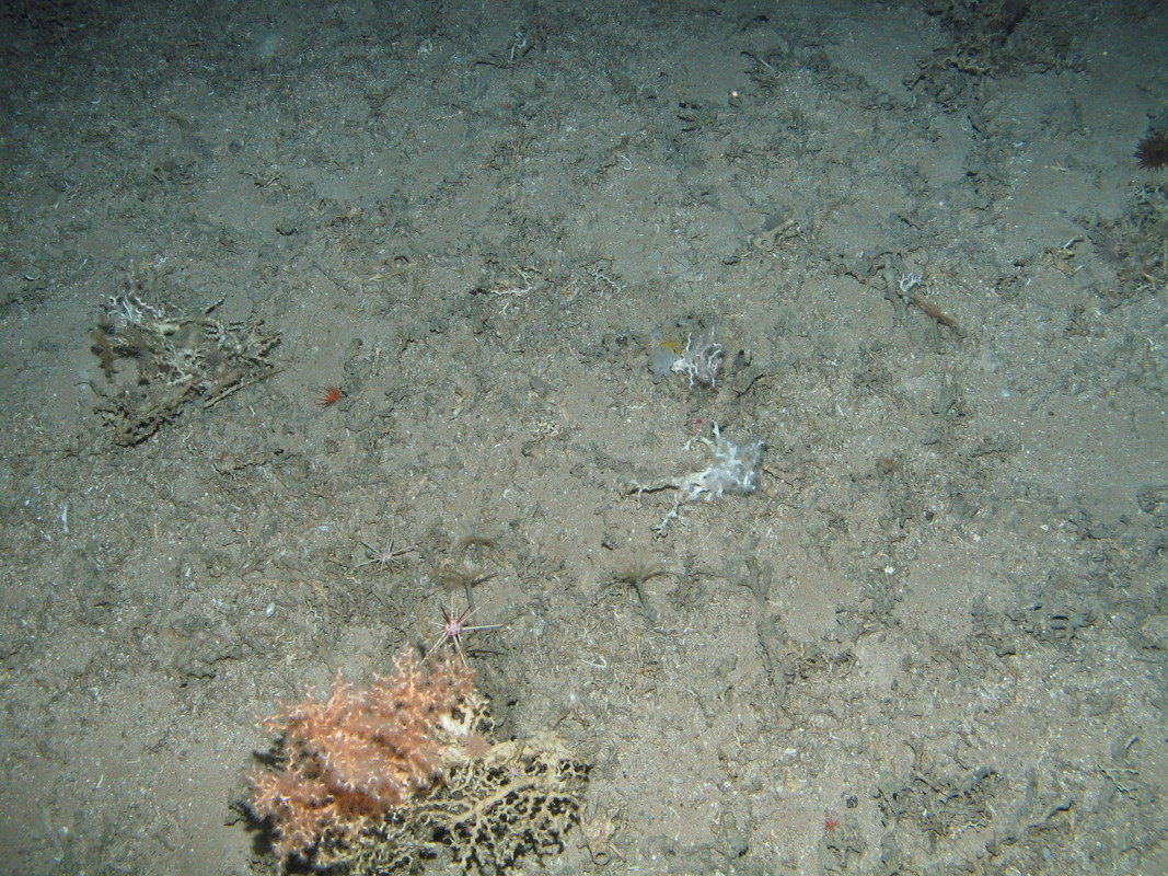 M.AtMB.Co.MixCor.DisLop Discrete Lophelia pertusa colonies on Atlantic mid bathyal coarse sediment, Anton Dohrn seamount. ANON© JNCC/University of Plymouth