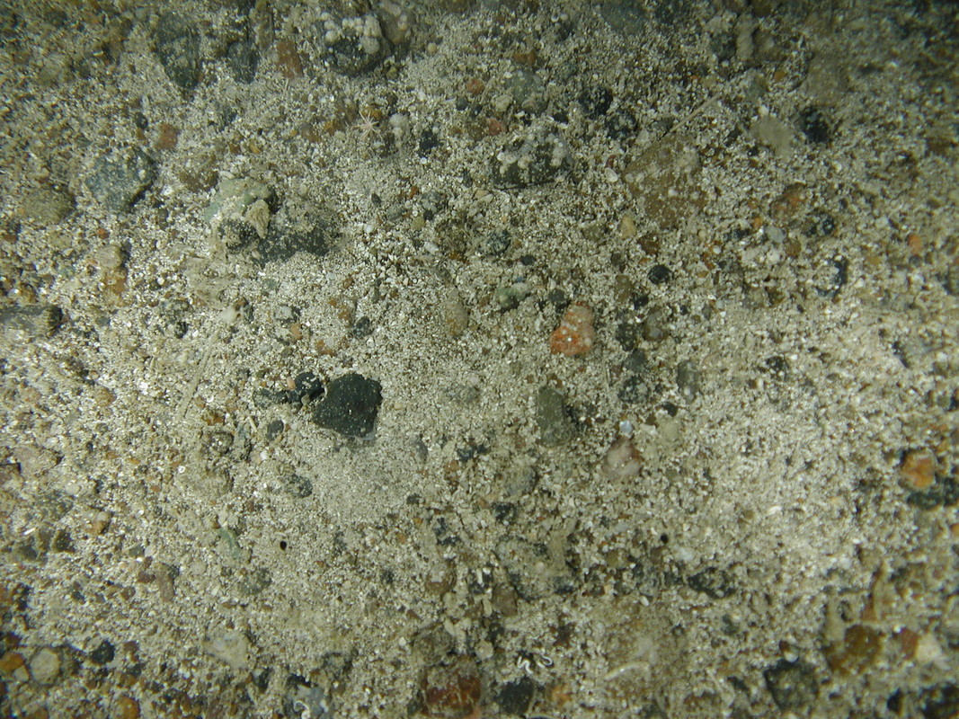 M.AtMB.Co.SpaEnc.SpoSer Pale encrusting sponges and serpulids on Atlantic mid bathyal coarse sediment, North east Rockall. ANON© JNCC/University of Plymouth