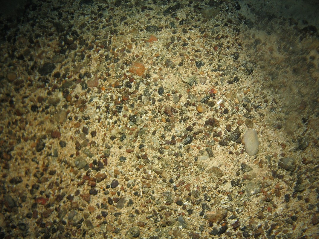 M.AtMB.Co.SpaEnc.SpoSer Pale encrusting sponges and serpulids on Atlantic mid bathyal coarse sediment, Hatton Bank. ANON© MSS/JNCC/University of Plymouth