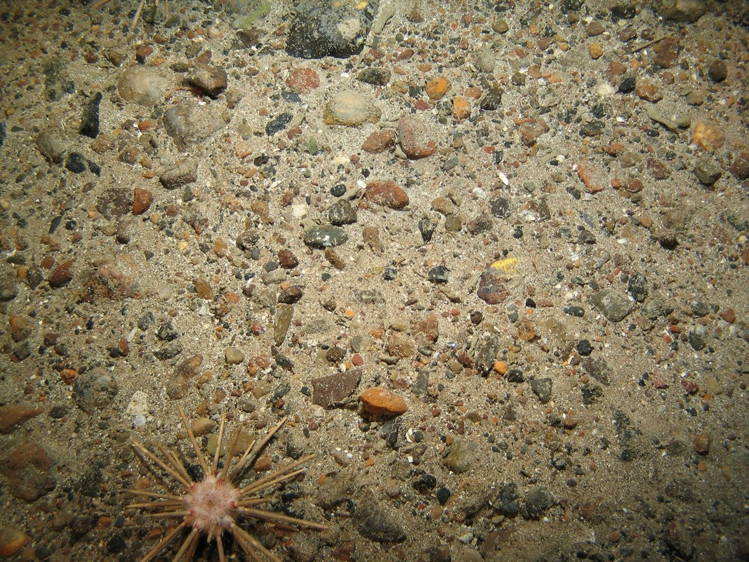 M.AtMB.Co.UrcCom.CidUrc Cidarid urchin assemblage on Atlantic mid bathyal coarse sediment, Wyville-Thompson Ridge. ANON© MSS/JNCC/University of Plymouth