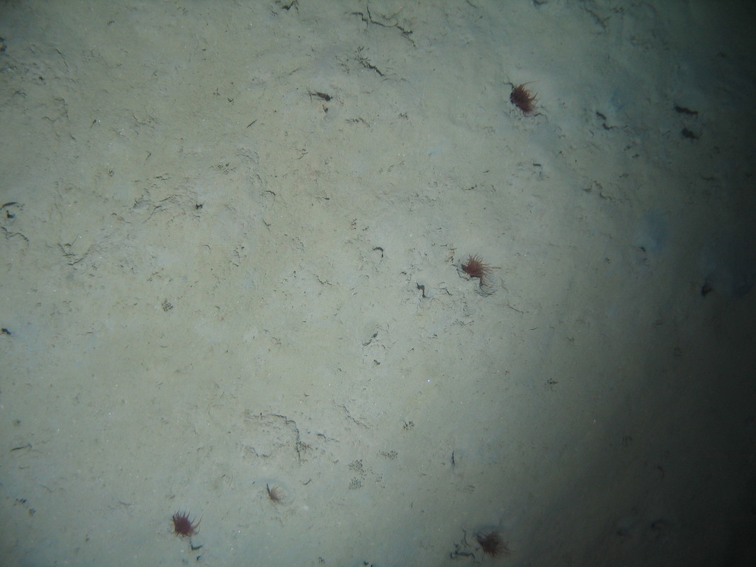M.AtMB.Mu.BurAne.CerAne Cerianthid anemones and burrowing megafauna in Atlantic mid bathyal mud, Irish Flank. ANON© MESH/JNCC