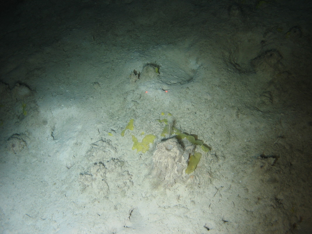 M.AtMB.Mu.DeeSpo.PheCar Pheronema carpenteri field on Atlantic mid bathyal mud, Polygonal Faults. ANON© National Oceanography Centre, Southampton