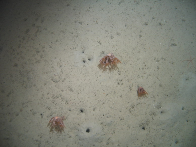 M.AtMB.Mu.SpnMeg.KopFie Kophobelemnon fields on Atlantic mid bathyal mud, Irish Flank. ANON© MESH/JNCC