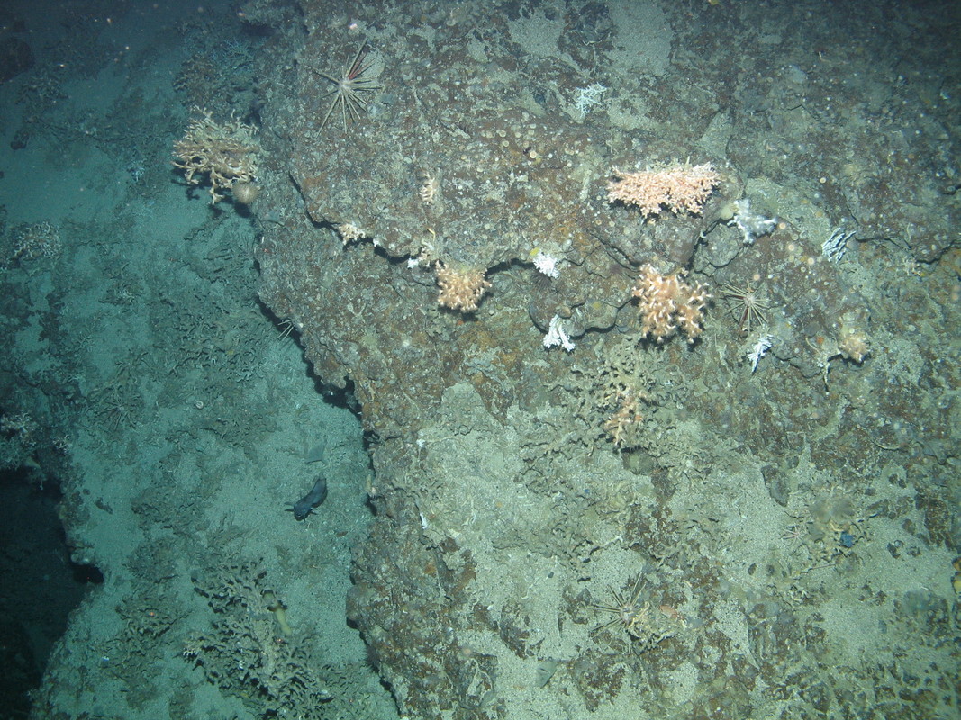 M.AtMB.Ro.MixCor.DisLop Discrete Lophelia pertusa colonies on Atlantic mid bathyal rock and other hard substrata, North east Rockall. ANON© JNCC/University of Plymouth